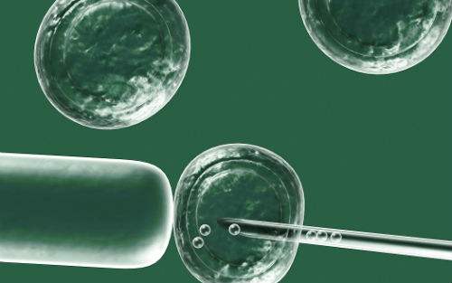鲜胚移植几个成功率高？