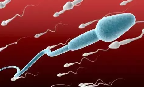 精子生长周期是多久