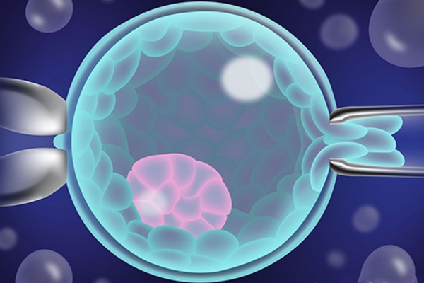 试管胚胎培养，胚胎发育的最重要时期