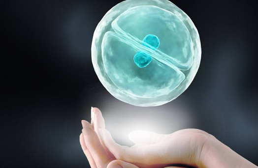 试管过程中的胚胎，让梦想变得可能