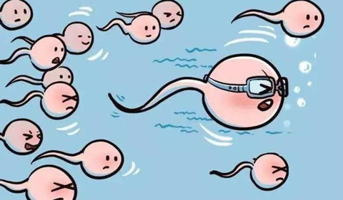 试管精子和卵子结合，需要多久？