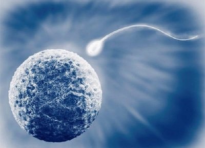 尝试“试管移植鲜胚”，有多大成功率？