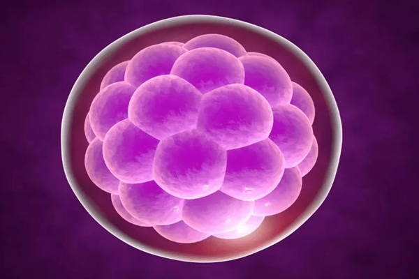 鲜胚与冻胚囊胚在取出、保存、移植成功率上，都有一定的区别