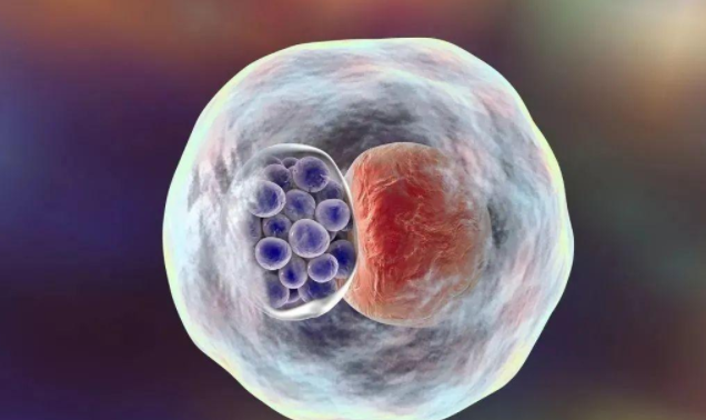 试管婴儿囊胚：做试管为什么要养囊?这些你都知道吗?