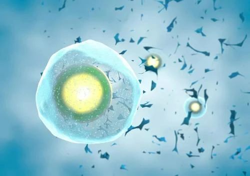 科学解释：为什么试管婴儿促排卵泡要持续10天？