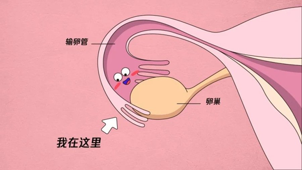 输卵管堵塞能否直接试管婴儿解读，看完就有答案了