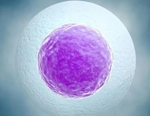 冷冻囊胚，一种新型的生殖技术
