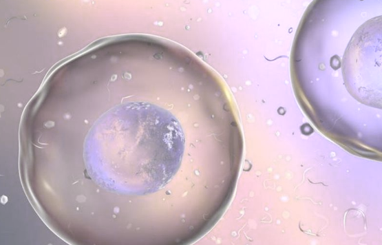 试管单胚胎移植的成功率有多高？