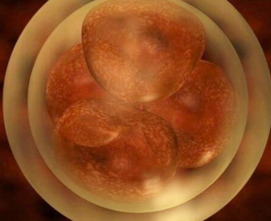 胚胎移植成功后会有分泌物吗,移植后有分泌物正常吗