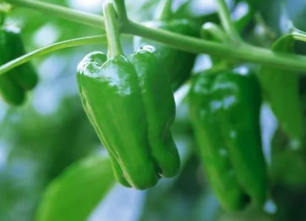 青椒对孕妇的益处多多，这样做才能享受到青椒的美味及营养