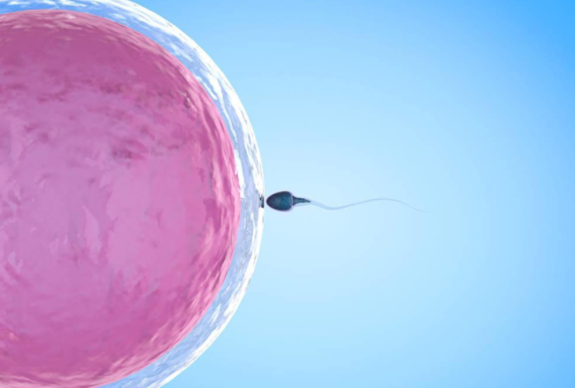 宫腔粘连试管取卵后多久才能够进行胚胎移植?