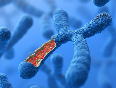 染色体异常的类型主要可以分为哪几种？