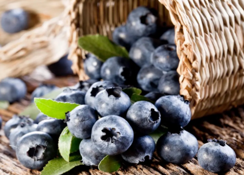 孕妇是否可以食用蓝莓？正确选择和摄取营养才能改善孕妇的营养状况