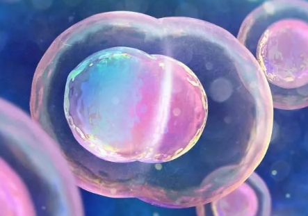 囊胚与鲜胚之间大不相同，两者的区别可不止成功率这一种