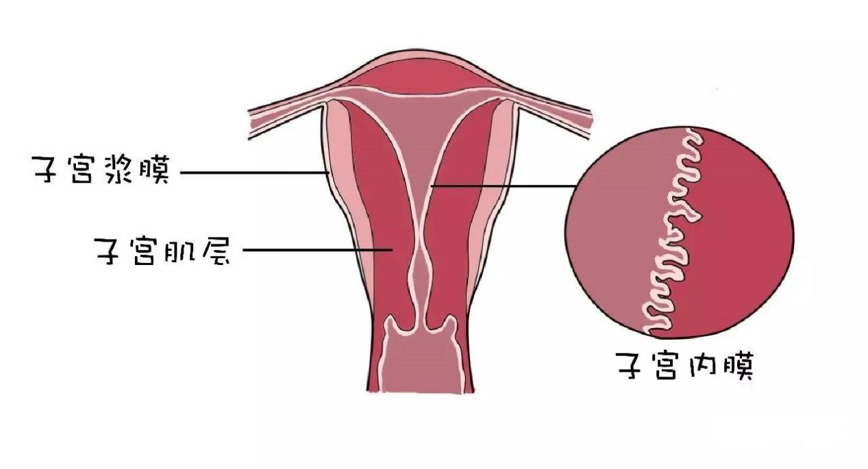 子宫内膜厚度