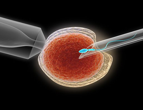 试管鲜胚移植和囊胚移植哪个成功率高？