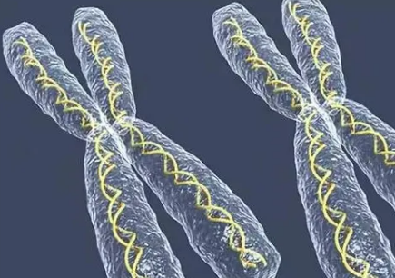 13号染色体出现异常的原因是什么？