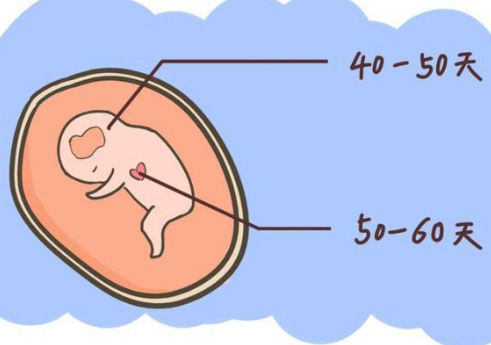 12周的胎儿要做的检查项目有哪些？