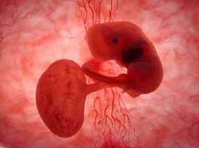 移植一级胚胎成功着床的概率有多少？