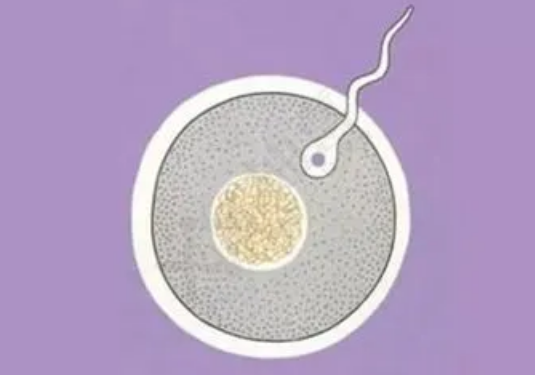 胚胎移植前的注意事项有很多，夫妻进行身体检查是其中之一