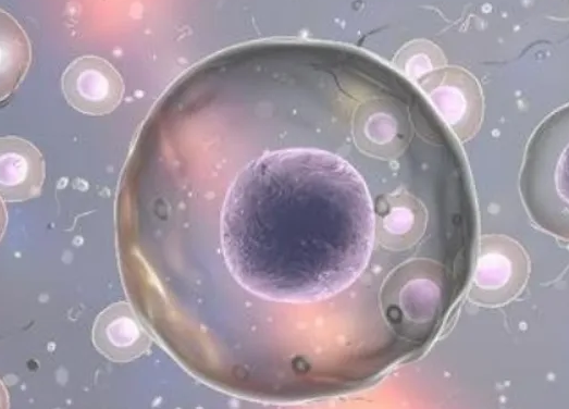 取精取卵后多久可以进行胚胎移植？