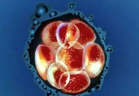 移植6bb的囊胚什么时候会着床呢？