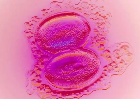 试管婴儿胚胎着床后会出血吗？