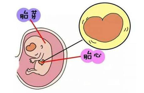 试管鲜胚移植后多少天会有胎心和胎芽？