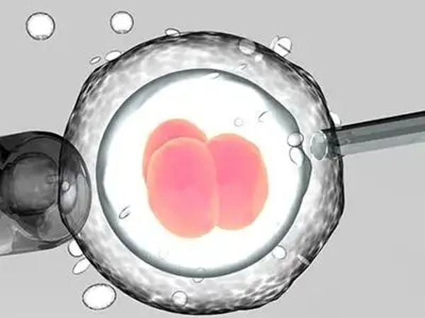 高龄宫颈管狭窄患者试管鲜胚移植更易成功还是囊胚？