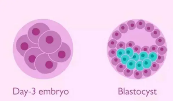 囊胚9个全部染色体异常怎么回事？