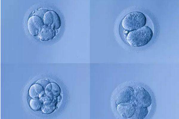 自然怀孕的胚胎质量都是最好的吗
