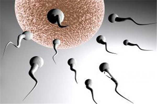 精子多久能进输卵管