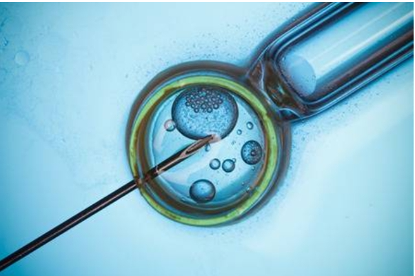 试管婴儿移植后48小时，胚胎在体内发生了什么？