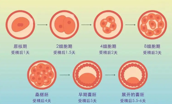 试管移植16天后胚胎发育到了什么阶段？移植第十六天稳定了吗?