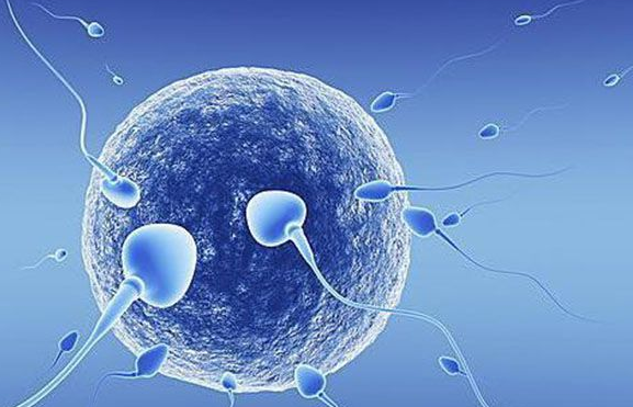 阴道横隔做试管婴儿人工周期最晚什么时候可以移植？
