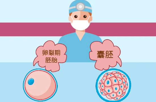 养囊好还是移植鲜胚好?鲜胚和囊胚哪个成功率高?