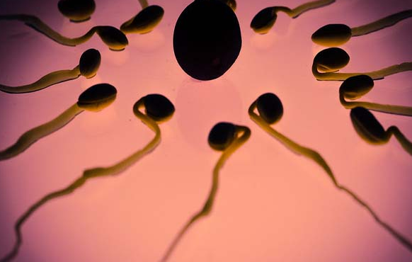 男性低精子数量问题可以通过试管婴儿技术解决？探究解决方案提高成功率！