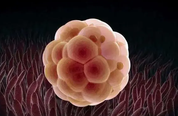 多胚胎移植深圳试管医院是否是个好选择？看看这里的详细介绍！
