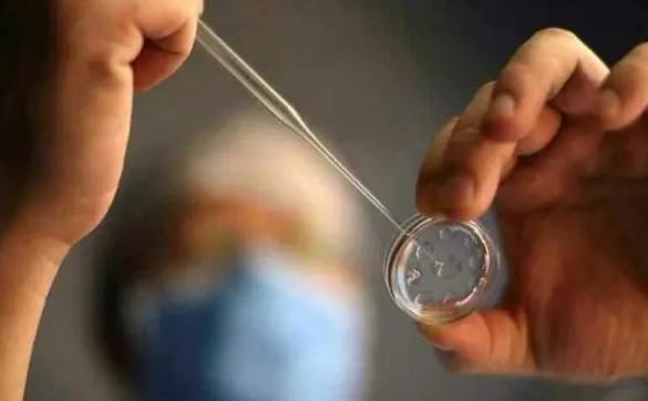 担心移植桑椹胚会影响胚胎发育？看看专家的建议吧！
