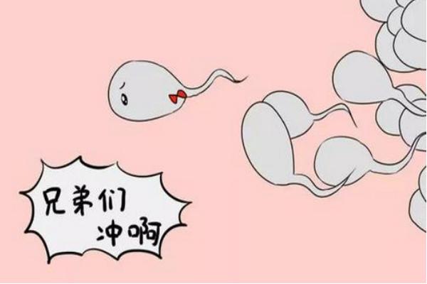 精囊炎去上海哪家医院做试管成功率高？
