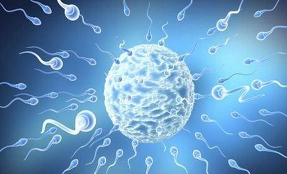 试管婴儿放两个胚胎对成功率有影响吗？深入探讨这个问题