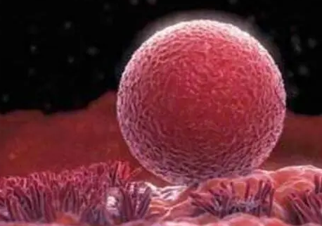 试管培育出来胚胎的等级与什么因素有关呢？