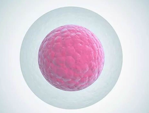 卵泡偏小做试管婴儿会对试管移植的结果带来什么影响吗？