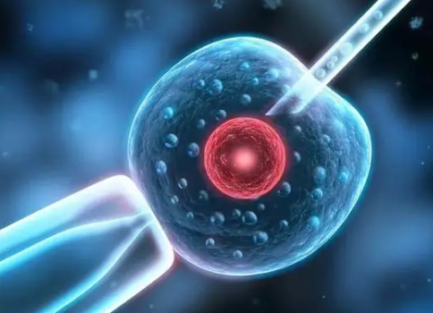 输卵管粘连的患者做试管能放置两个鲜胚吗？