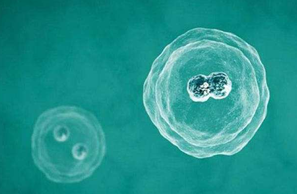 为什么冻胚移植一次只能移植一个囊胚？专家来告诉你原因