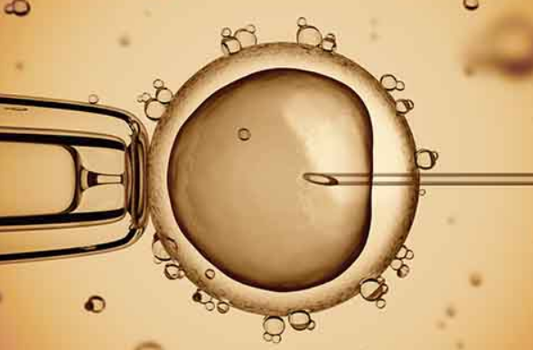 试管婴儿胚胎质量影响胎儿健康出生吗？分析胚胎质量对孩子影响