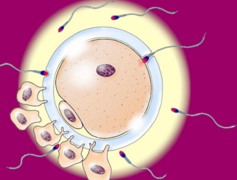 造成胚胎碎片率高的原因有很多，精子和卵子质量不好只是其中之一