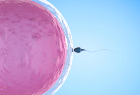 35岁女性有12个卵泡做试管婴儿会影响试管的成功率吗？