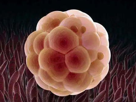 15个胚胎养囊最后只养成了三个囊胚正常吗？