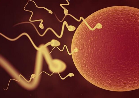 试管使用新鲜精子培育胚胎的成功率更高吗？
